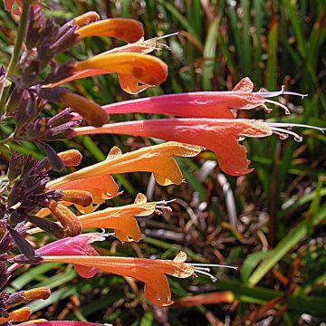 Agastache aurantiaca Tango - Duftnessel