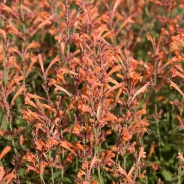 Agastache Barberi Firebird