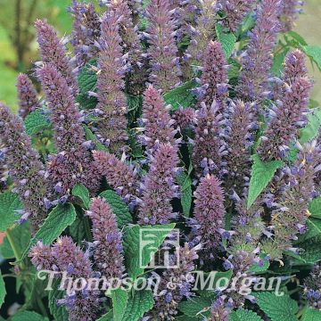 Graines d'Agastache foeniculum (anisata)