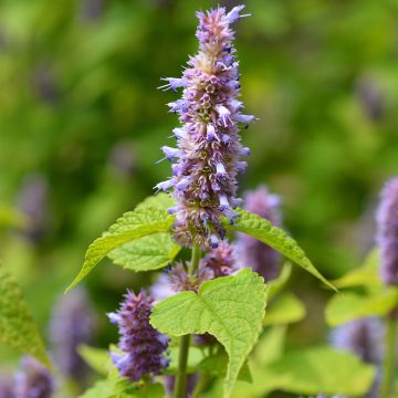 Agastache foeniculum - Duftnessel