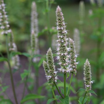 Agastache nepetoides Fuji no Yuki - Duftnessel