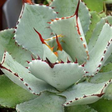 Agave Kikijokan