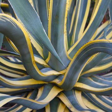 Agave americana Variegata - Amerikanische Agave