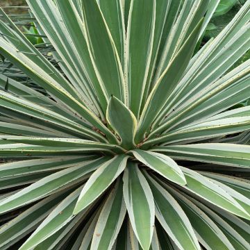 Agave angustifolia Marginata - Schmalblättrige Agave