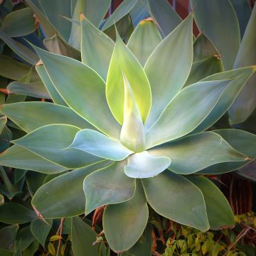 Agave attenuata - Drachenbaum-Agave