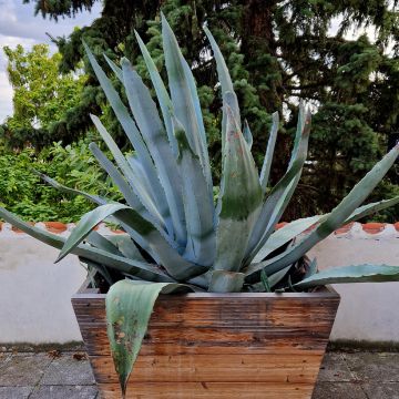 Agave chrysantha