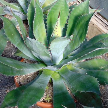 Agave parryi var. neomexicana