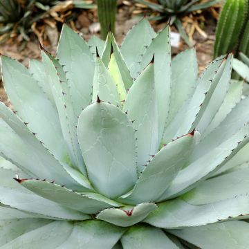 Agave potatorum var. verschaffeltii