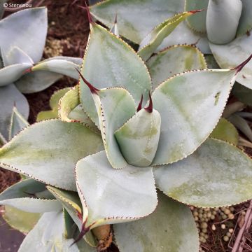 Agave pygmae Dragon Toes