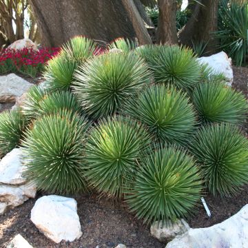 Agave stricta