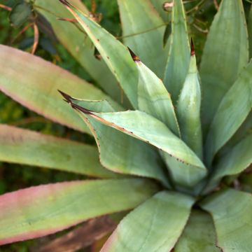 Agave x winteriana