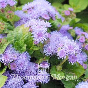 Ageratum Blue Mink - Leberbalsam