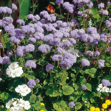 Ageratum City Blue - Leberbalsam