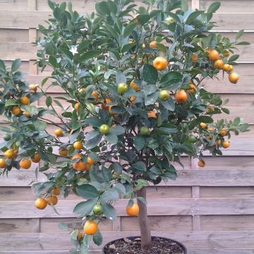 Calamondin - Citrus madurensis