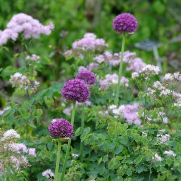 Ail d'ornement - Allium Ambassador