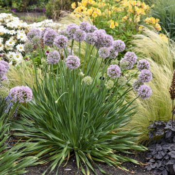 Allium Bubble Bath - Zierlauch