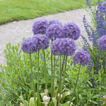 Allium Globemaster - Zierlauch