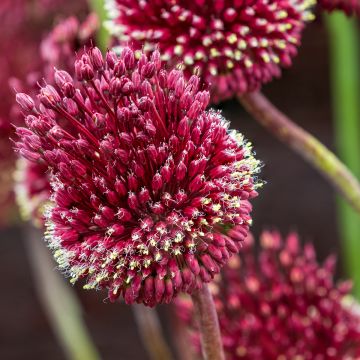 Allium amethystinum Red Mohican - Zierlauch