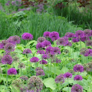 Allium aflatunense Purple Sensation - Zierlauch