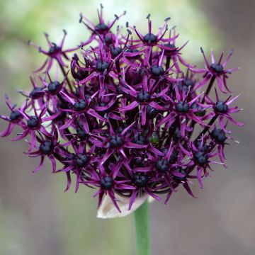 Allium atropurpureum - Zierlauch