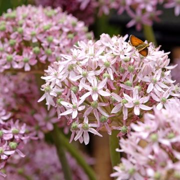 Ail d'ornement - Allium nigrum Pink Jewel