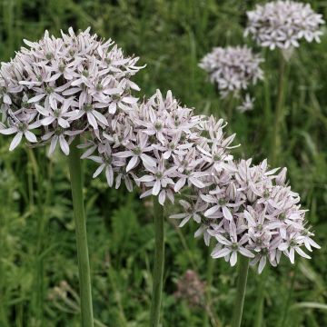 Allium nigrum ssp multibulbosum - Zierlauch