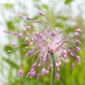 Allium pulchellum - Schöner Lauch