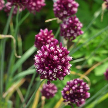 Allium rotundum - Runder Lauch