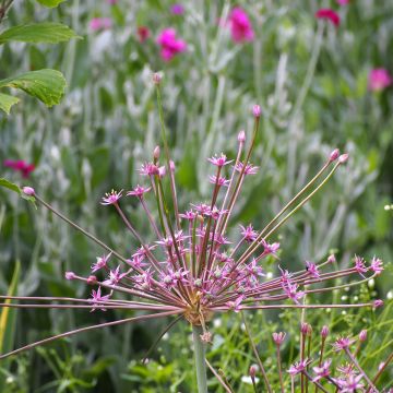 Allium schubertii - Schuberts Lauch