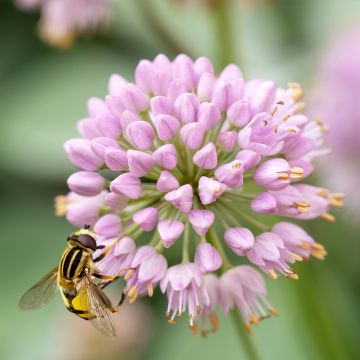 Allium Lisa Green - Zierlauch