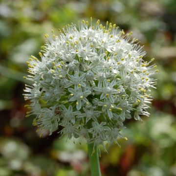 Allium stipitatum Album - Zierlauch