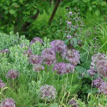 Allium christophii - Sternkugellauch