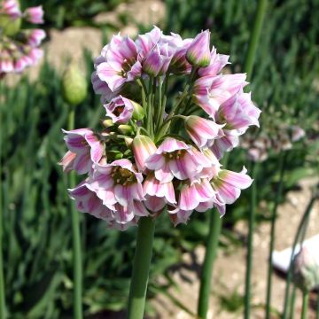 Allium tripedale - Schmucklauch