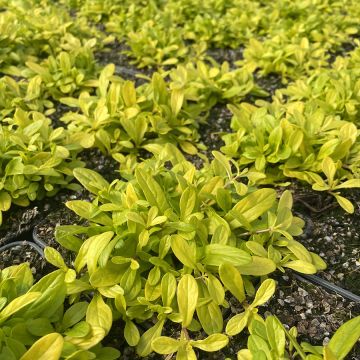 Ajuga Cordial Canary - Kriechender Günsel