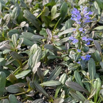 Ajuga Noble Nightingale - Kriechender Günsel