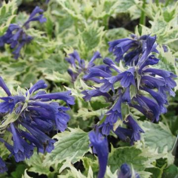 Ajuga incisa Frosted Jade - Aufrechter Günsel