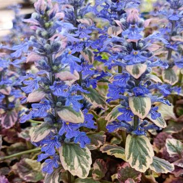 Ajuga reptans Burgundy Glow - Kriechender Günsel