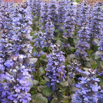 Ajuga reptans Catlin's Giant - Kriechender Günsel