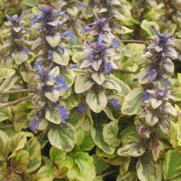 Ajuga reptans Golden Glow - Kriechender Günsel