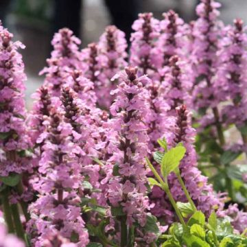 Ajuga reptans Purple Torch - Kriechender Günsel