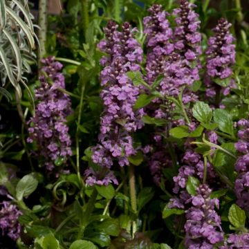 Bugle rampante, Ajuga reptans Rosea