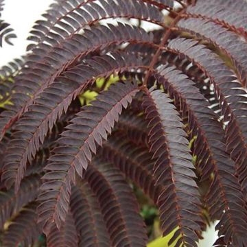 Albizia julibrissin Chocolate Fountain - Seidenakazie