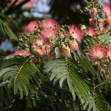 Albizia julibrissin Ombrella - Arbre à soie