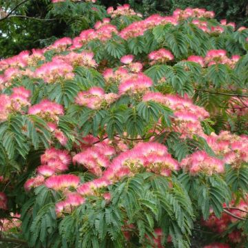 Albizia julibrissin Ombrella - Seidenakazie