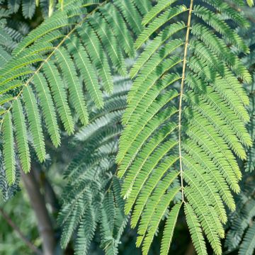 Albizia julibrissin 'Shidare' - Seidenakazie