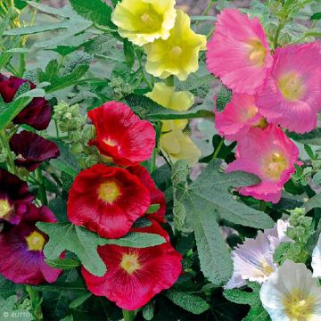 Alcea ficifolia Las Vegas - Feigenblättrige Stockrose