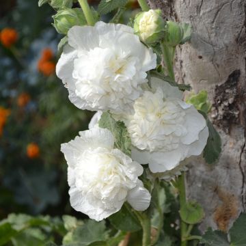 Alcea rosea Chater's Double White - Gewöhnliche Stockrose