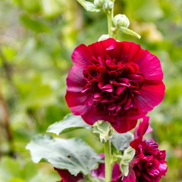 Alcea rosea Chatter's Red - Gewöhnliche Stockrose