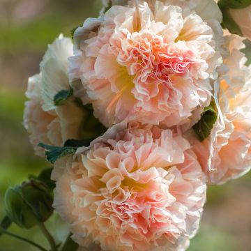 Alcea rosea Chater's Double Salmon - Gewöhnliche Stockrose