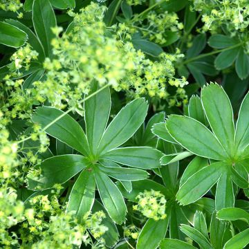 Alchemilla alpina - Alpen-Frauenmantel